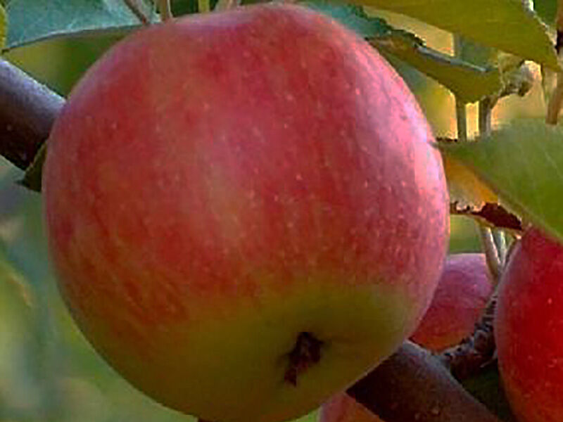 Яблоня Мантет (летняя) 2020 bn - Купить взрослые саженцы яблони подоступной цене с доставкой в садовом центре \